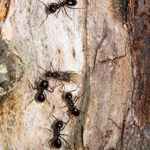 Carpenter ants on wood - let magic extermination help keep your home protected