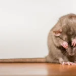 Rat in the corner of a room - Magic Exterminating in NY
