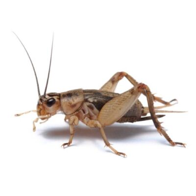 brown field cricket white background