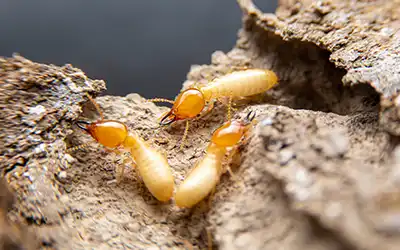 Cluster of termites on a log | Magic Exterminating