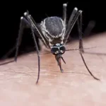 A black-tailed mosquito sucking human blood on hand, possibly transmitting the Eastern Equine Encephalitis (EEE) virus