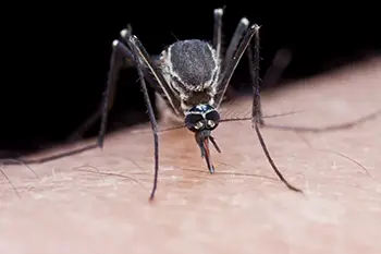 A black-tailed mosquito sucking human blood on hand, possibly transmitting the Eastern Equine Encephalitis (EEE) virus