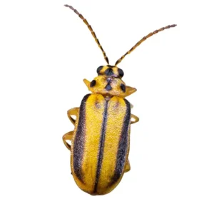 Elm leaf beetle on a white background - Magic Exterminating in Flushing NY