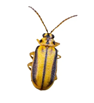 Elm leaf beetle on a white background - Magic Exterminating in Flushing NY