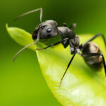 Ant on leaf in Flushing NY