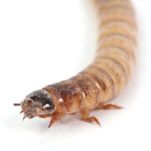 Meal worm on white background