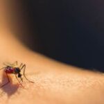 A micro shot of a mosquito biting a person.