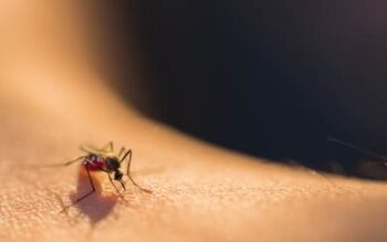 A micro shot of a mosquito biting a person.