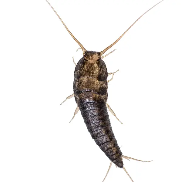 Silverfish | Magic Exterminating serving Flushing, NY