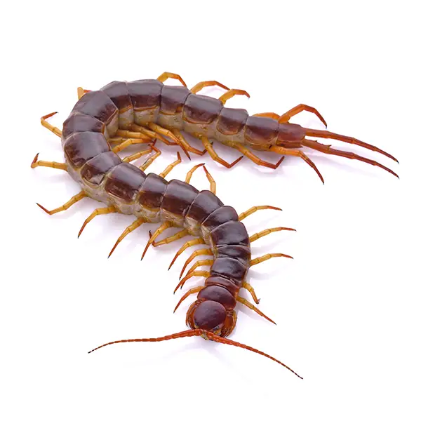 Centipede | Magic Exterminating serving Flushing, NY