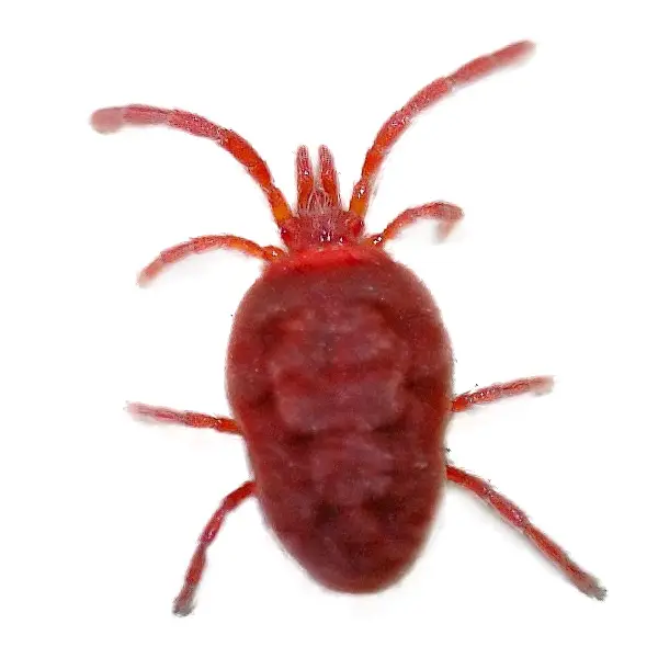Clover Mite | Magic Exterminating serving Flushing, NY