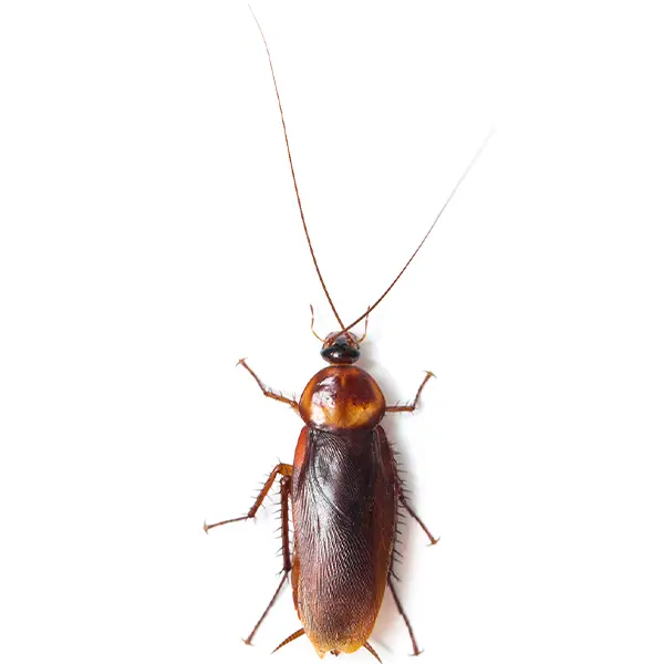 Cockroach | Magic Exterminating serving Flushing, NY