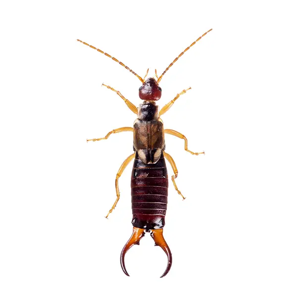 Earwig | Magic Exterminating serving Flushing, NY