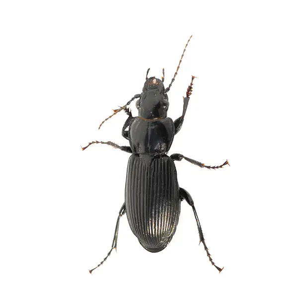 Ground Beetle | Magic Exterminating serving Flushing, NY