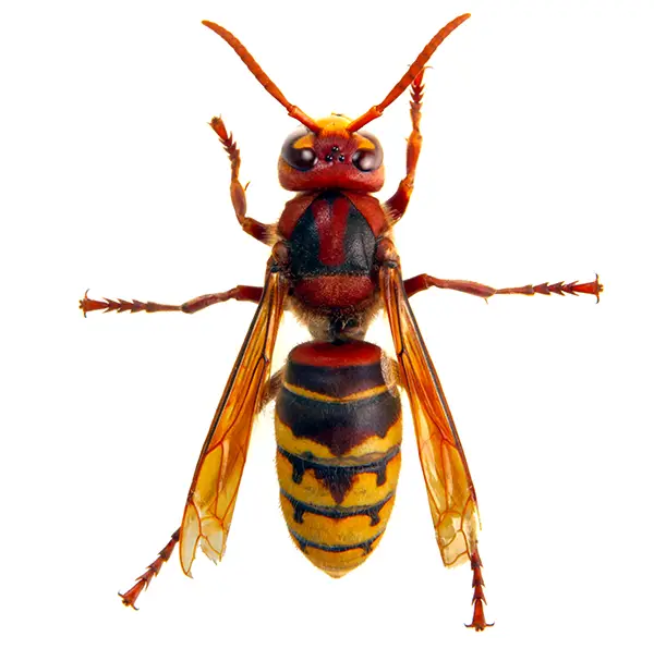 Hornet | Magic Exterminating serving Flushing, NY