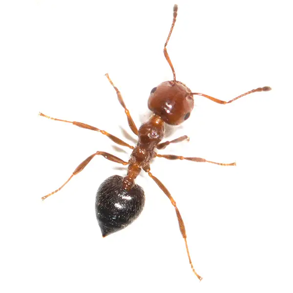 House Ant | Magic Exterminating serving Flushing, NY