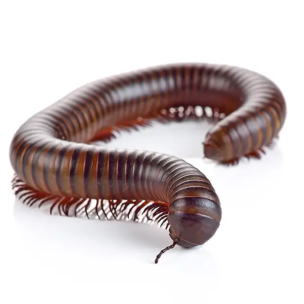 Millipede | Magic Exterminating serving Flushing, NY