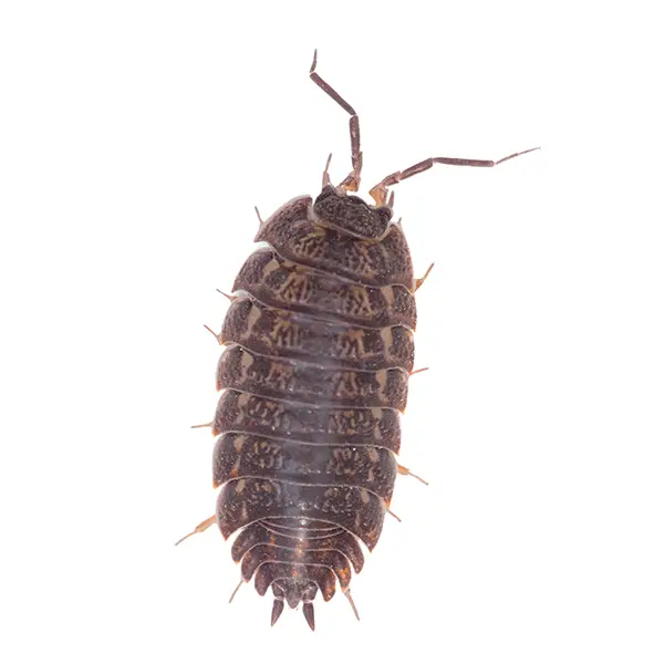Pill Bug | Magic Exterminating serving Flushing, NY