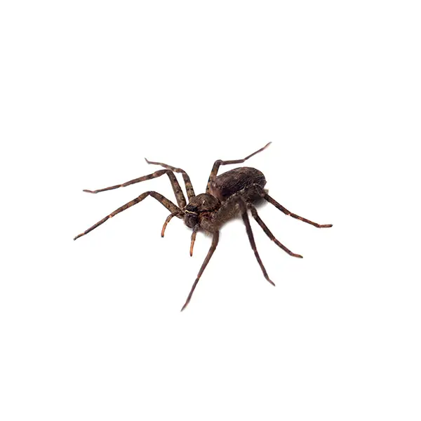 Spider | Magic Exterminating serving Flushing, NY