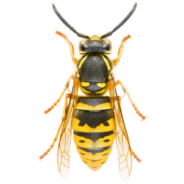 Yellow Jacket | Magic Exterminating serving Flushing, NY
