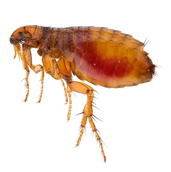 Flea | Magic Exterminating serving Flushing, NY