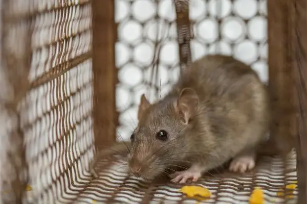 Rodent caught in a cage