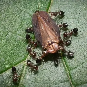 Cluster of acrobat ants on a leaf - Magic Exterminating in NY