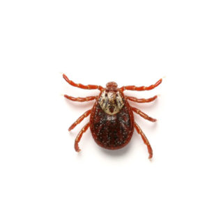 American Dog Tick up close white background
