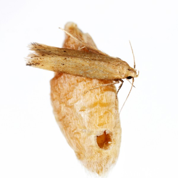 Angoumois grain moth on kernel of grain with a hole that it burrowed out of