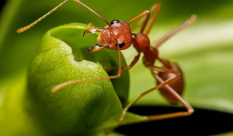Ant resting on a green leaf | Magic Local Pest Control serving Flushing, NY  