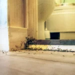 An ant infestation in the bathroom showcasing the need for ant extermination.