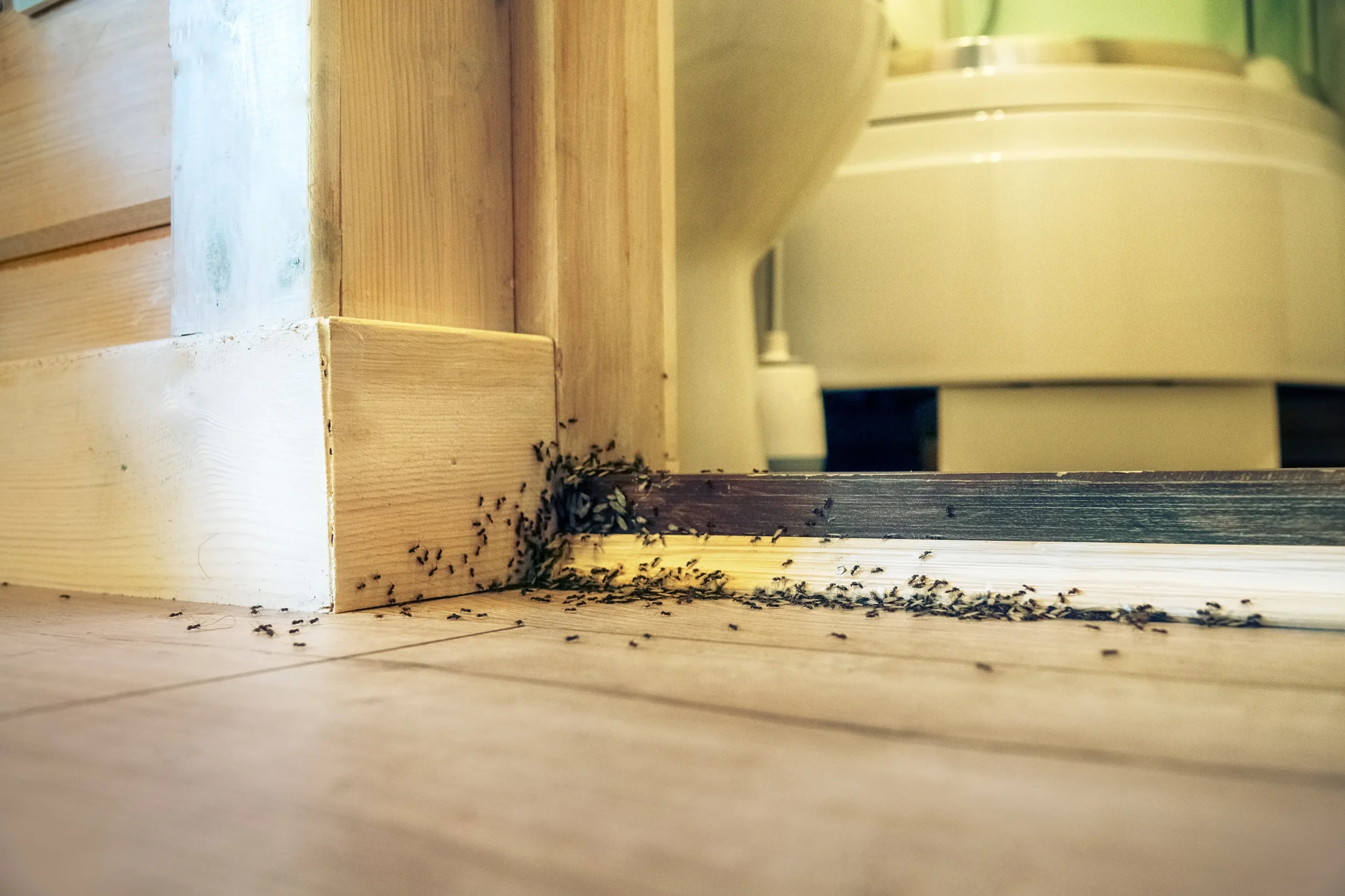 An ant infestation in the bathroom showcasing the need for ant extermination.