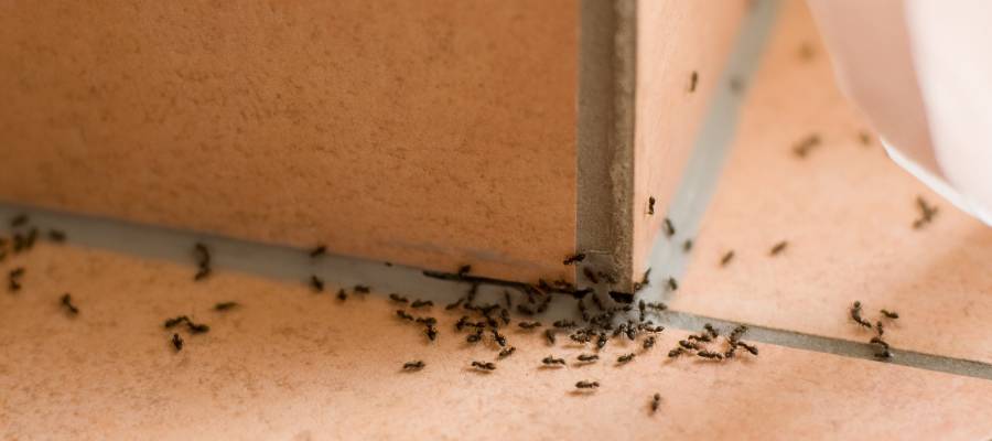 Ants crawling on a tile floor | Magic Local Pest Control serving Flushing, NY