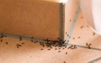 ants gathered on a baseboard inside a home