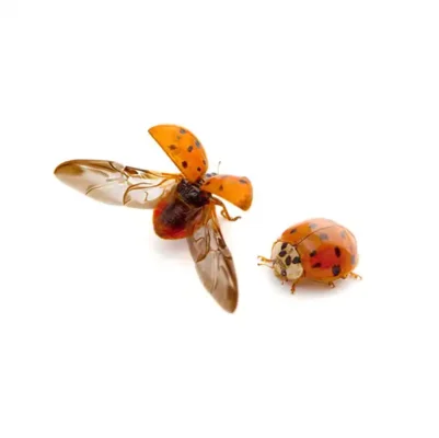 Asian Lady Beetle up close white background - Magic Exterminating in NY