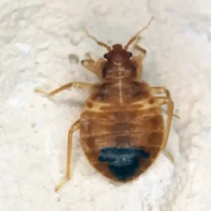 Bed Bug identification up close white background - Magic Exterminating in NY