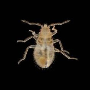 a clear view of a bed bug nymph also called a baby bed bug