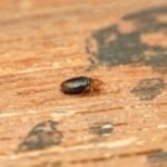 bed bug walks along wood surface in NYC apartment
