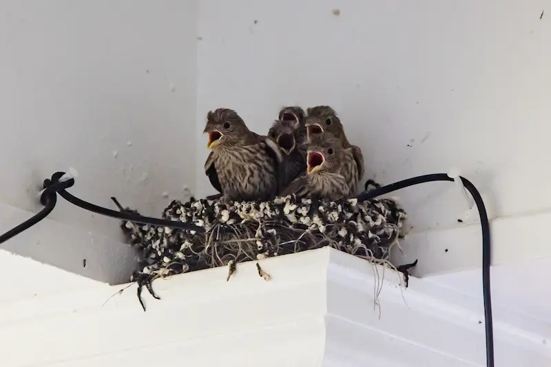 How to Keep Birds Out of Your Attic
in your area