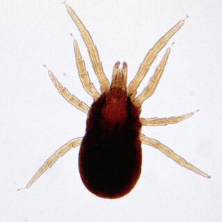 bird mite white background
