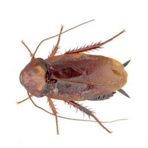 brown cockroach white background