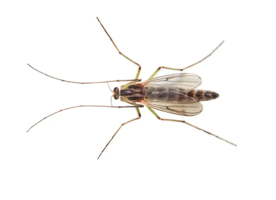 Midge on a white background - Magic Exterminating in Flushing NY