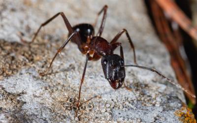 Termites VsCarpenter Ants in your area