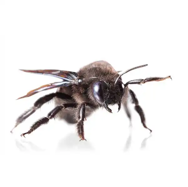 Carpenter Bee up close white background - Magic Exterminating in NY