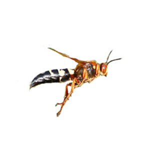 Cicada Killer Wasp up close white background