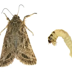 Adult casemaking moth next to larvae white background