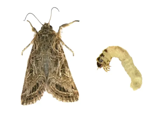 Adult casemaking moth next to larvae white background