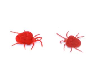 Clover Mites up close white background