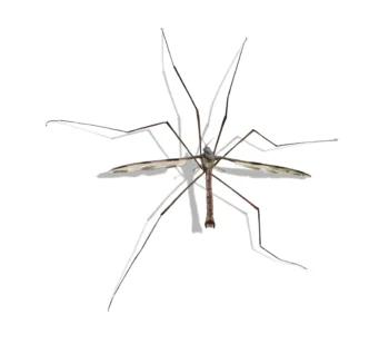 Crane Fly up close white background