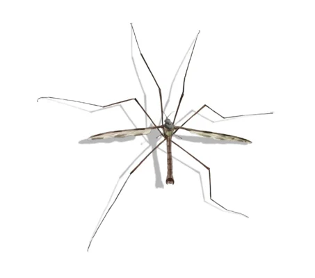Crane Fly up close white background